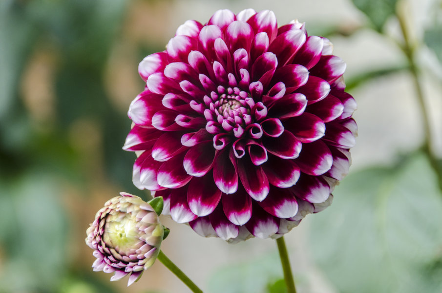 Flor lila - Ochagavia - Reyno de Navarra - España